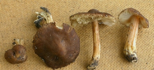 Fettigglänzender Risspilz-Inocybe pseudodestricta
