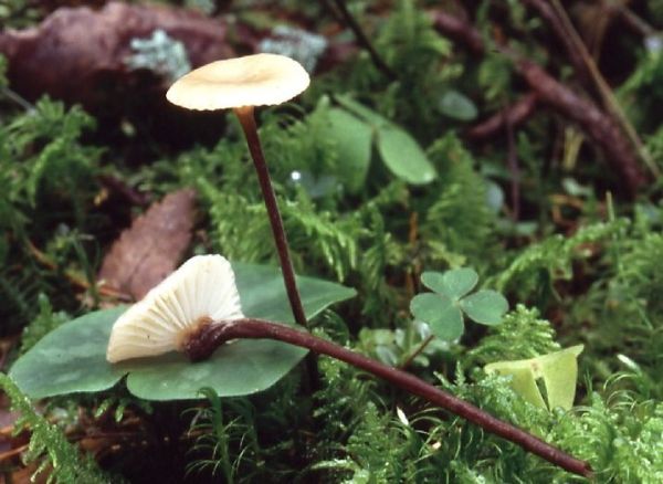 Rotfleckiger Schwindling-Rhizomarasmius undatus