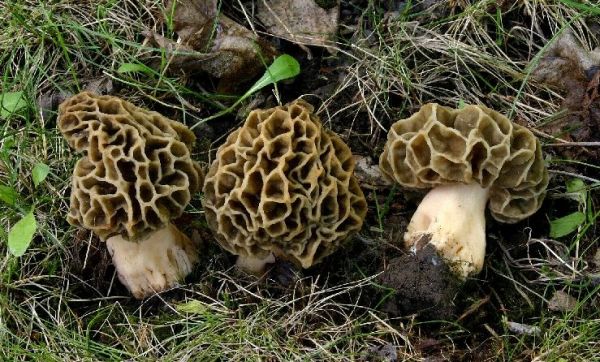 :-Morchella vulgaris
