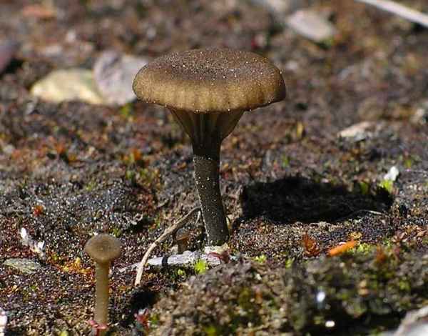 Feldnabeling-Arrhenia rustica