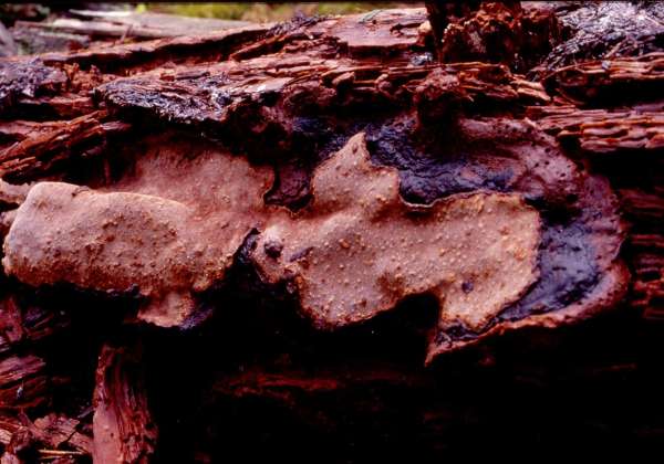 Dunkelgezonter Feuerschwamm-Phellinus nigrolimitatus