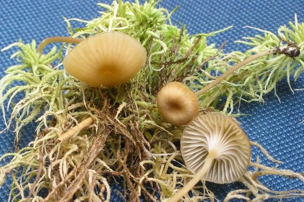 Honigbrauner Heftelnabeling-Rickenella mellea