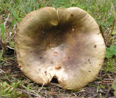 Grünlicher Speisetäubling-Russula heterophylla