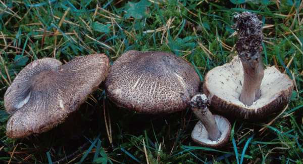 Schwarzschuppiger Erdritterling-Tricholoma atrosquamosum var. atrosquamosum