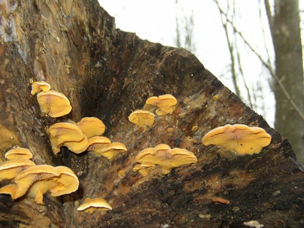 Gemeiner Orangeseitling-Phyllotopsis nidulans