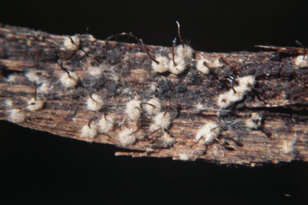 :-Melanospora caprina