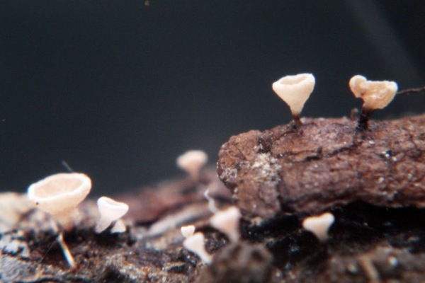 Pappelknospen-Becherchen-Hyphodiscus gemmarum