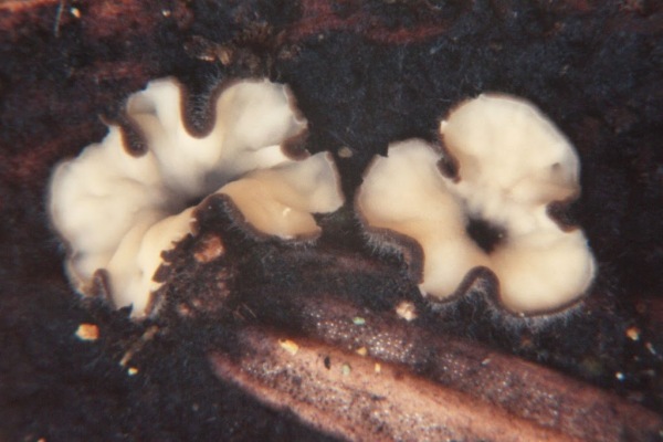 Schwarzweisses Weichbecherchen-Mollisia melaleuca