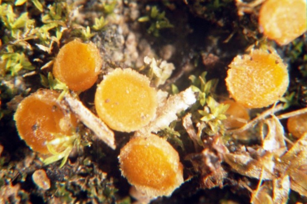 :-Octospora roxheimii