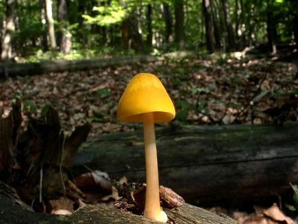 Löwengelber Dachpilz-Pluteus leoninus
