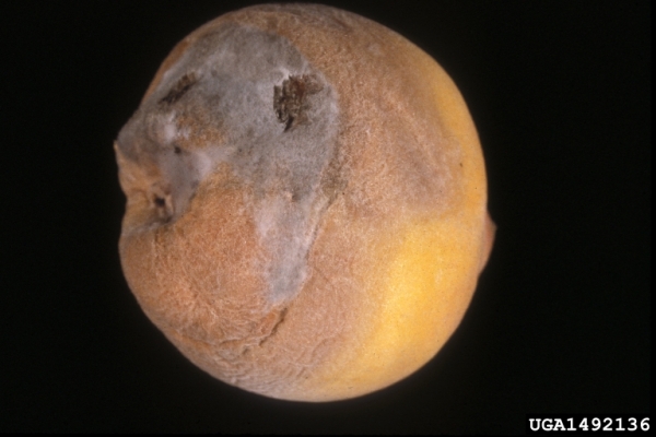 :-Botryotinia fuckeliana