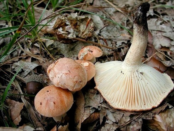 Hainschneckling-Hygrophorus nemoreus