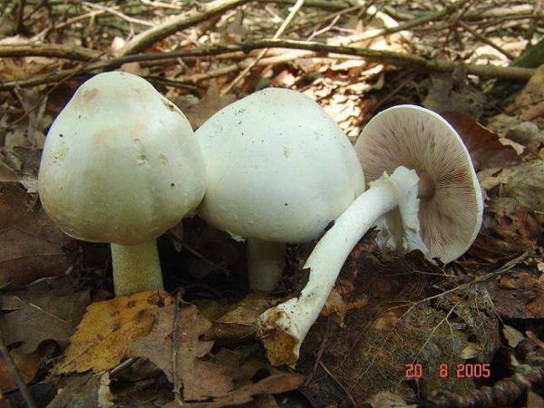 Dünnfleischiger Anischampignon-Agaricus silvicola