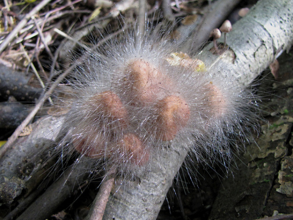 Helmlingsschimmel-Spinellus fusiger