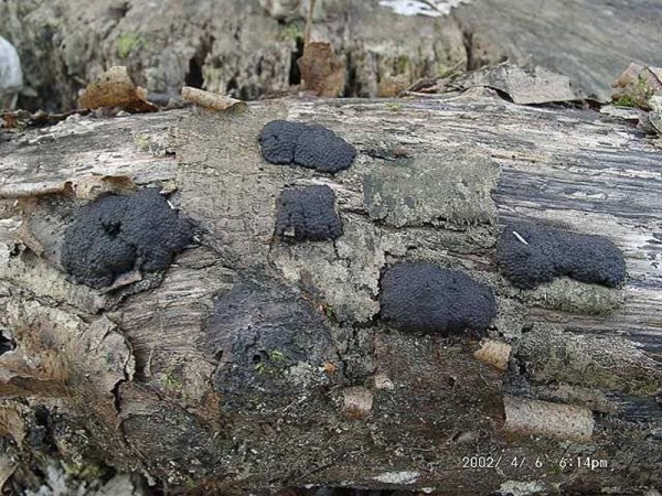 Vielgestaltige Kohlenbeere-Hypoxylon multiforme