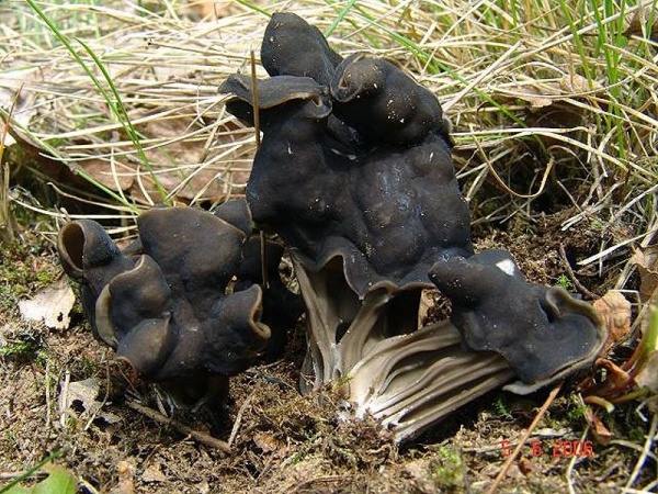 Grubenlorchel-Helvella lacunosa