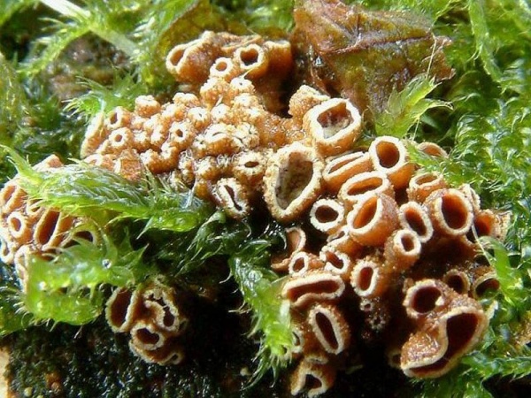 Weiden Büschelbecherchen-Encoelia fimbriata