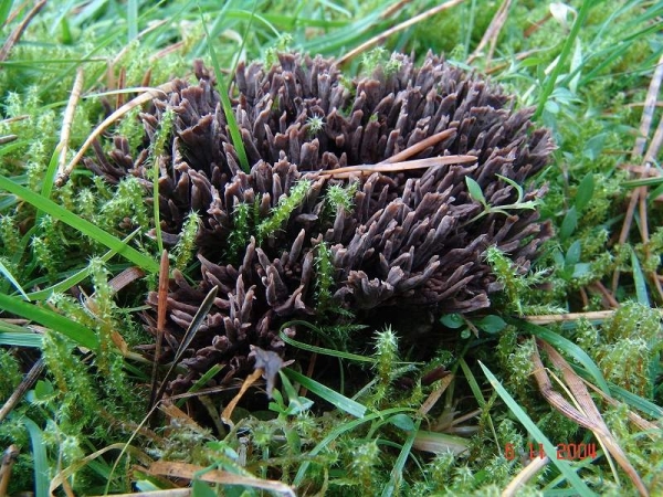 Stinkende Lederkoralle-Thelephora palmata