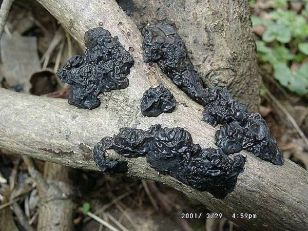 Becherförmiger Drüsling-Exidia glandulosa
