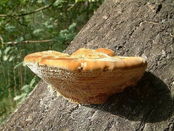 Erlen-Schillerporling-Inonotus radiatus