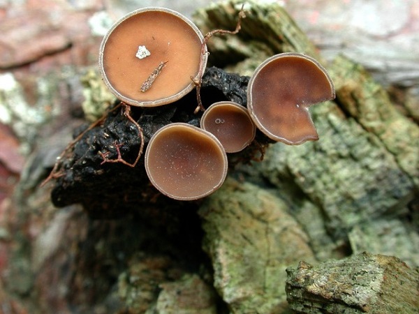 Brauner Eichelbecherling-Ciboria batschiana
