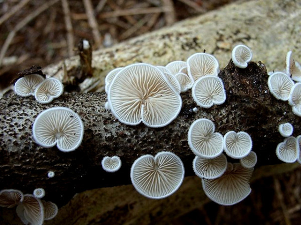 Gemeines Stummelfüsschen-Crepidotus variabilis