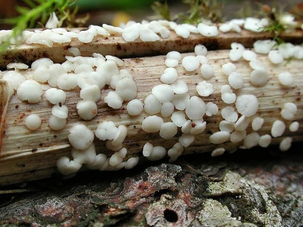 Kraut-Stengelbecherling-Hymenoscyphus herbarum