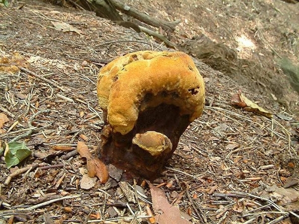 Kiefern-Braunporling-Phaeolus spadiceus