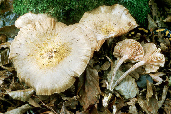 Ringloser Hallimasch-Armillaria tabescens