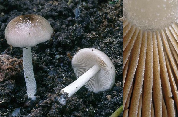 Netzaderiger Mistpilz-Bolbitius reticulatus