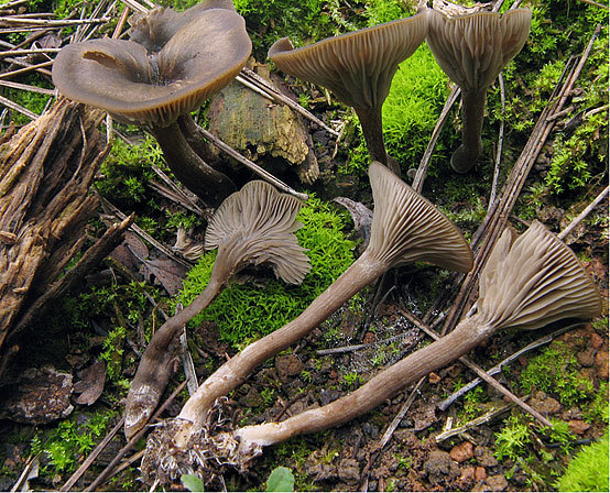 Faserstieliger Trichterling-Clitocybe lituus
