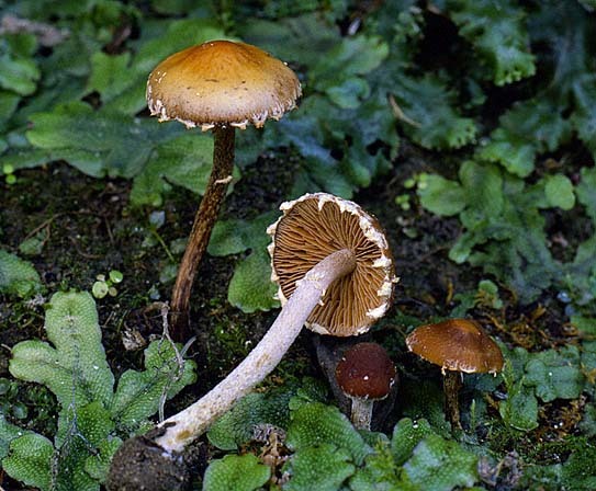Behangener Glockenschüppling-Conocybe vestita