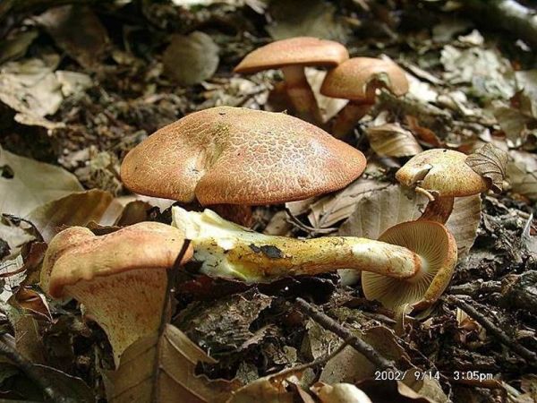 Rotschuppiger Rauhkopf-Cortinarius bolaris