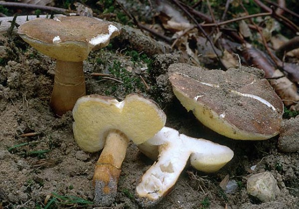 Hasenröhrling-Gyroporus castaneus