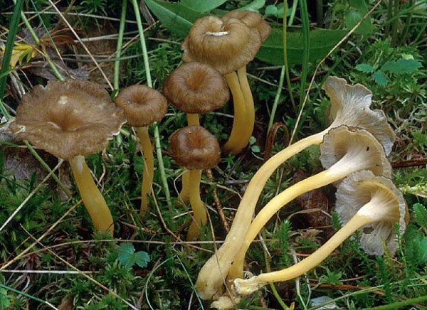 Goldstieliger Pfifferling-Cantharellus tubaeformis var. lutescens