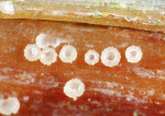 Kraushaariges Urnenbecherchen-Urceolella carestiana