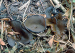 : Becherling-Peziza natrophila