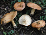 Montaner Zonenmilchling-Lactarius zonarioides