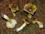 Sägeblättriger Ritterling-Tricholoma viridilutescens
