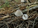 Weissmilchender Helmling-Mycena galopus var. galopus