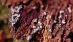 ?-Diderma radiatum