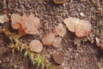 :-Pezizella parilis