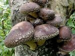 Kultur-Shiitake-Lentinula edodes