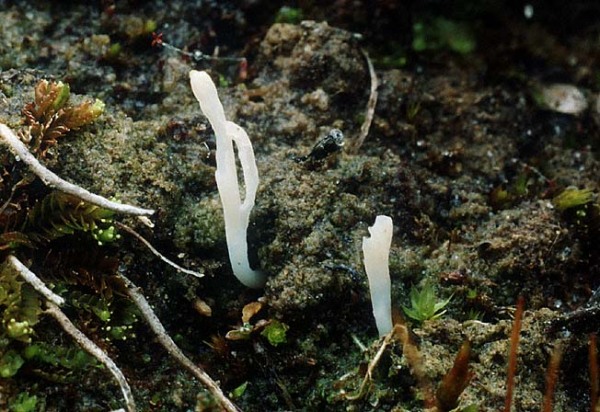: Keule-Multiclavula corynoides