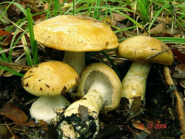 Gelbgegürtelter Schleimkopf-Cortinarius olidus
