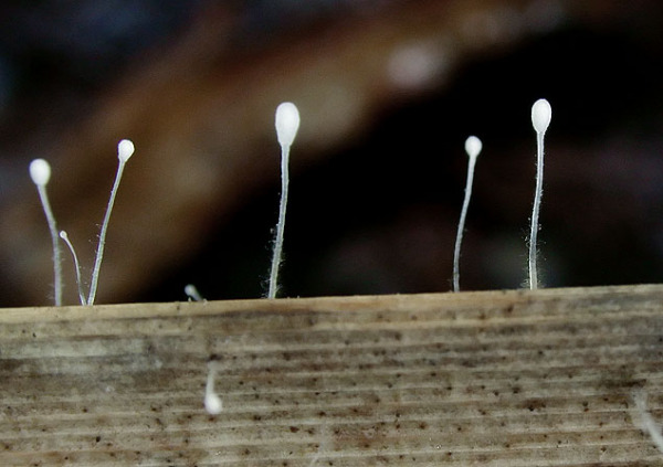 :-Typhula caricina