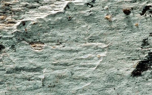 Kleiiger Flockenschwamm-Boidinia furfuracea