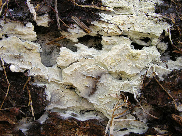 Schnallentragende Traubenbasidie-Botryobasidium subcoronatum