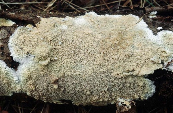 Faltiggewundener Wachsrindenpilz-Ceraceomyces serpens