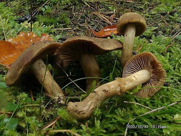 Grünfaseriger Rauhkopf-Cortinarius venetus